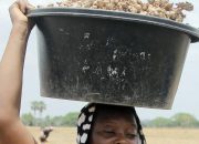 A Ray Of Hope For Ginger Farmers In Southern Kaduna